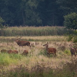 Red deer rut